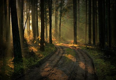 美丽的树林图片