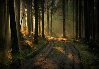 美丽的树林图片