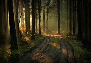 美丽的树林图片