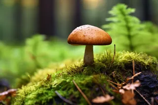 生长在苔藓的蘑菇摄影图