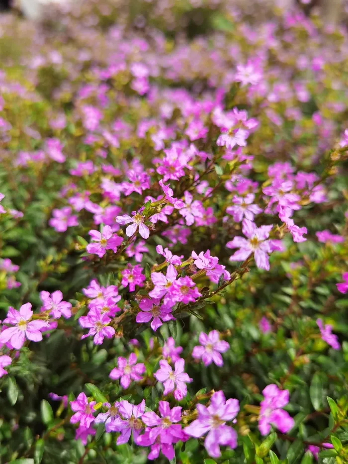 满天星花卉