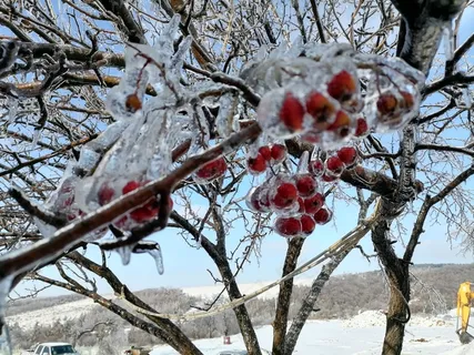 树挂 冰封山里红