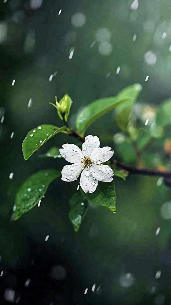 春天白色花朵枝叶在雨中，新鲜绿叶鲜花，雨水谷雨摄影图(816x1456)