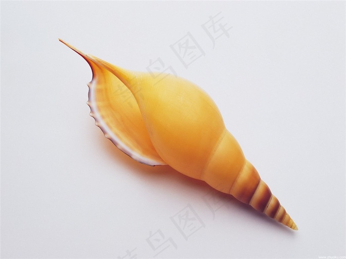 海螺艺术图片
