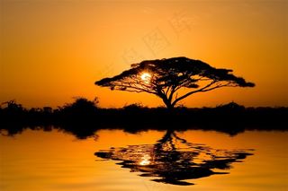 黄昏湖边大树剪影大图