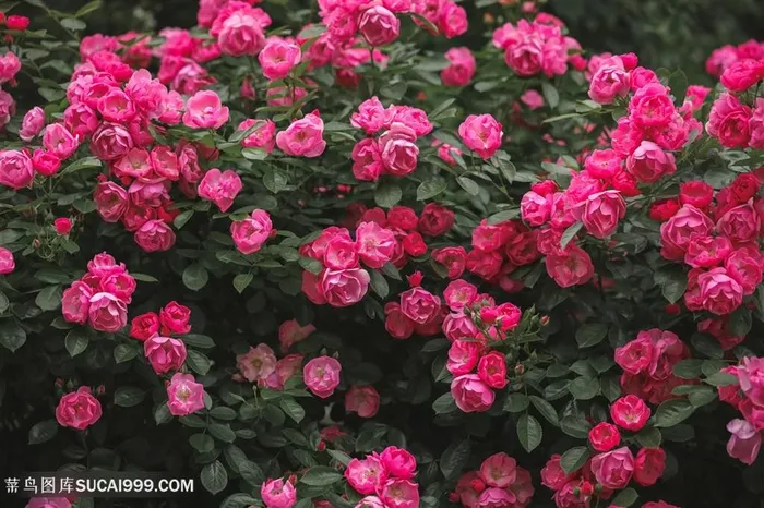 月季花高清摄影图