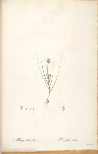 雷杜德原版唯美花卉复古时尚插画