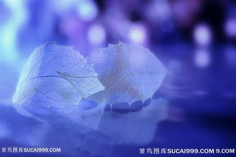 唯美树叶高清摄影图片