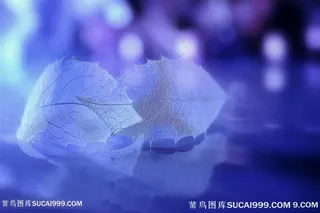 唯美树叶高清摄影图片