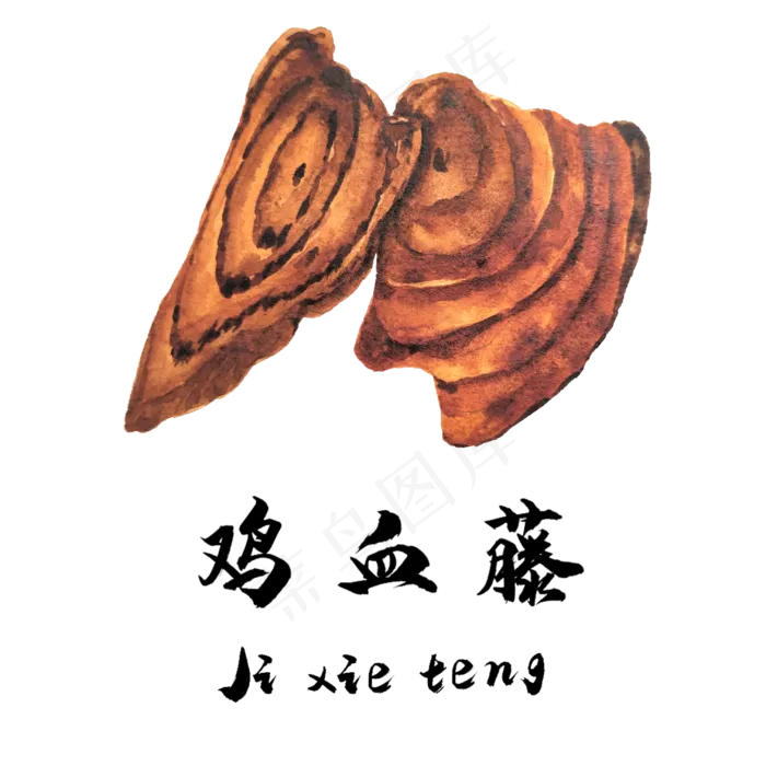 手绘草本中药药材鸡血藤