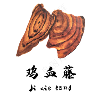 手绘草本中药药材鸡血藤