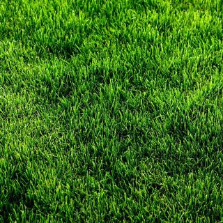 绿色草地高清图片素材