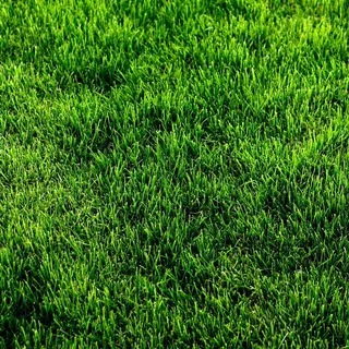 绿色草地高清图片素材