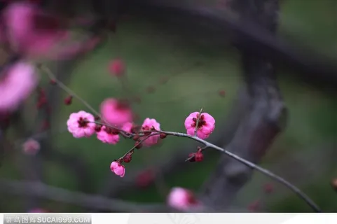 梅花情缘-一枝盛开的梅花
