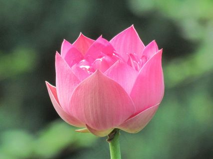 粉色荷花花苞图片 粉色荷花花苞图片