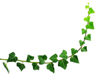 绿色藤蔓爬山虎