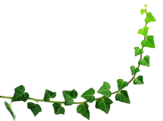 绿色藤蔓爬山虎