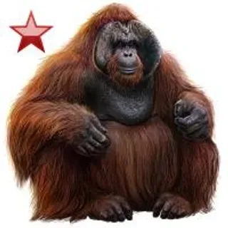 猩猩 PNG免抠