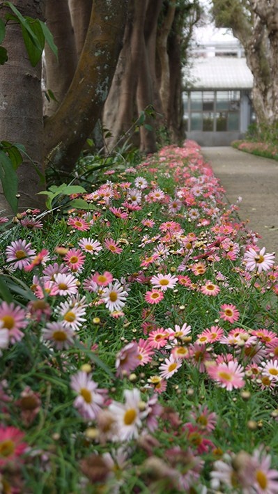 粉紅白小雛菊