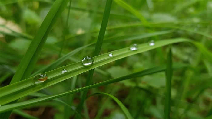 树叶和水珠素材图片