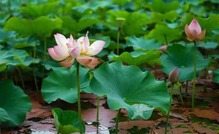 夏天荷塘荷花池荷叶绿色清新，夏至立夏大暑小暑摄影图