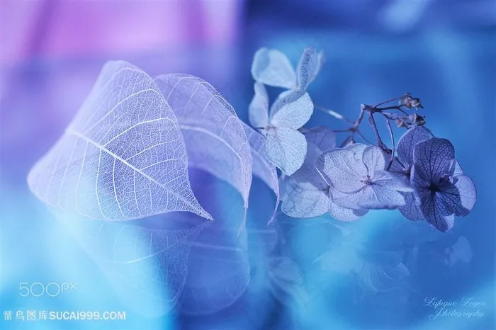 高清唯美鲜花摄影图片