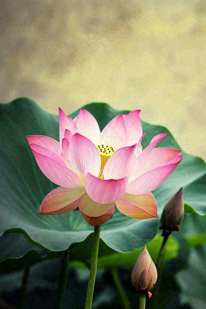 中国风夏日荷花荷叶大气特写摄影，大暑小暑夏至摄影图