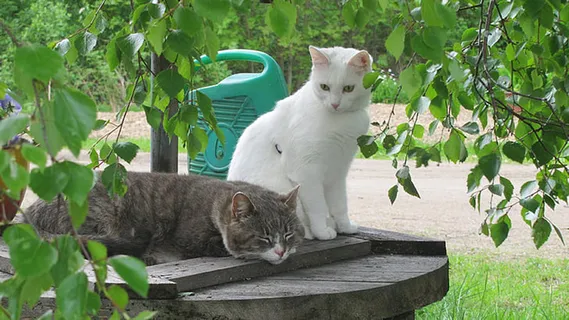 可爱猫咪 动物 素材 奶萌 (88) 可爱猫咪 动物 素材 奶萌 (88)