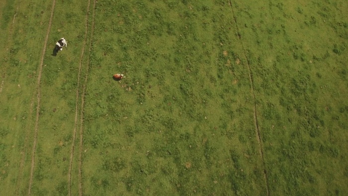 在田野里喂食的农场动物