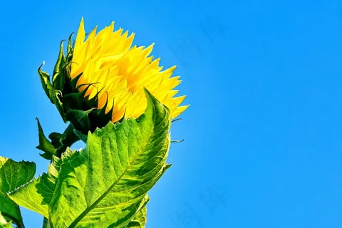 夏季向日葵花图片 夏季向日葵花图片