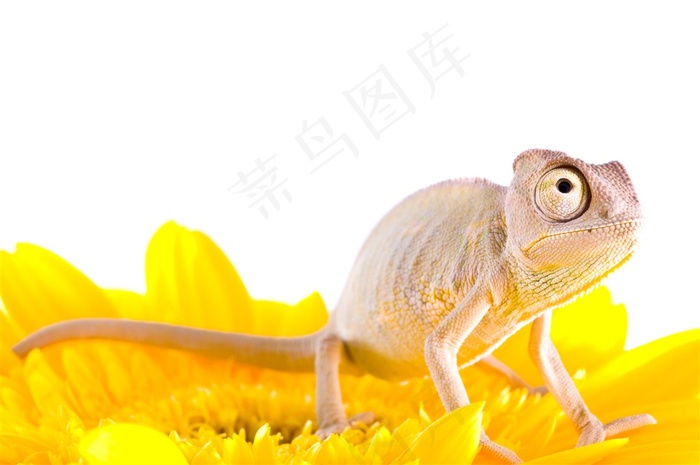 趴在树干上的变色龙动物高清图片