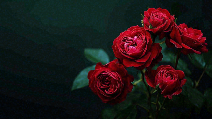 红玫瑰鲜花艳丽，花朵暗黑摄影图(1456x816)