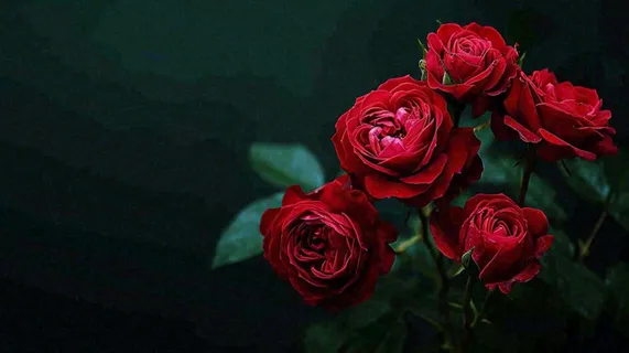 红玫瑰鲜花艳丽，花朵暗黑摄影图