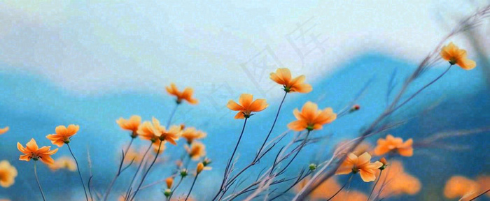 简约橙色小花鲜花，蓝色天空山脉虚幻意境摄影图(1712x704)