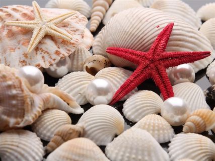 沙滩上美丽的贝壳珍珠