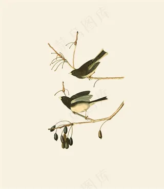 黄莺花鸟植物素材