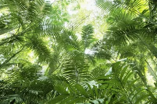 绿色的茂密丛林