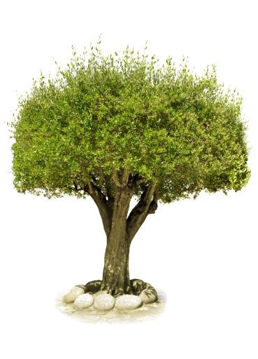 树PNG图像，免费下载，图片免抠