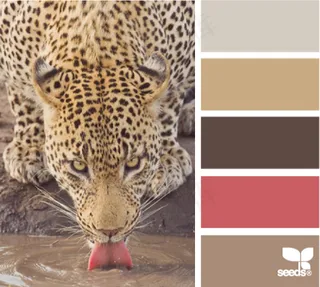 动物配色色卡色彩搭配