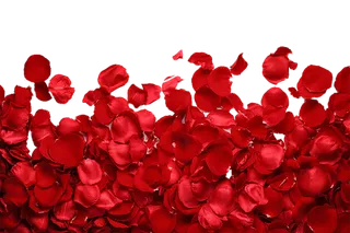 花朵飘落情人节