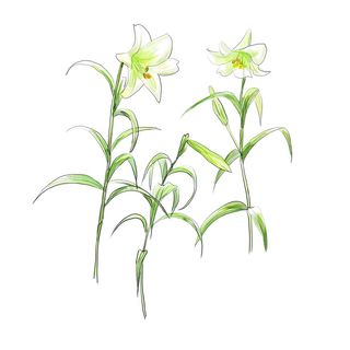 绿色小清新百合花鲜花插画插图海报背景图片素材