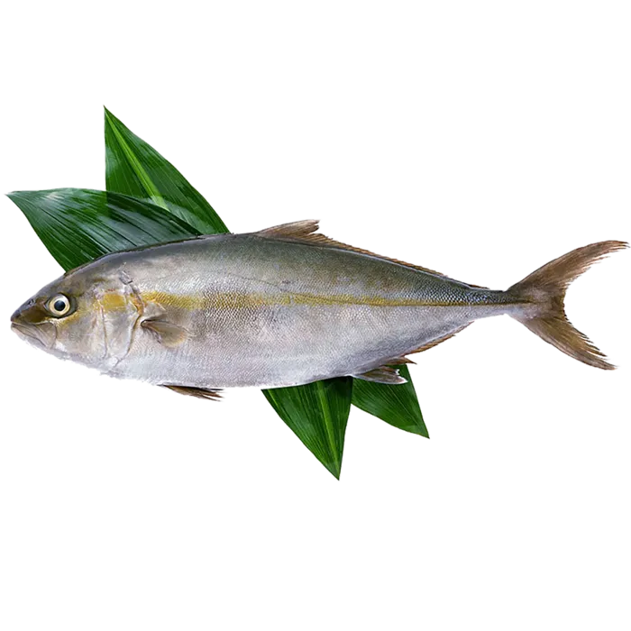 鱼 (4)海鲜超市商品红酒白底图免抠实物摄影png格式图片透明底