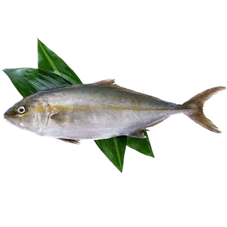 鱼 (4)海鲜超市商品红酒白底图免抠实物摄影png格式图片透明底