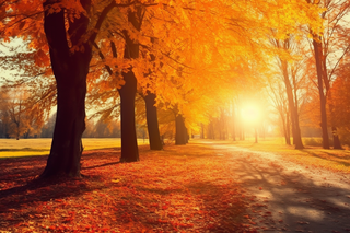 秋天金红色的树叶落叶树林小道摄影图