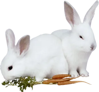 小白兔吃萝卜兔年