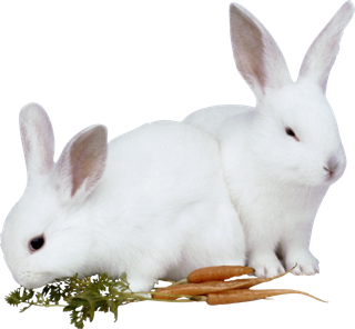 小白兔吃萝卜兔年