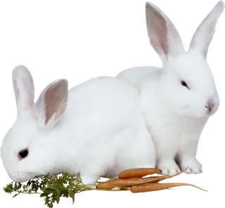 小白兔吃萝卜兔年