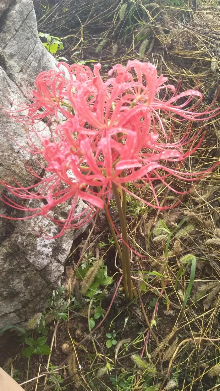 美丽的彼岸花
