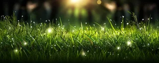 茂密的绿色草丛静距离拍摄叶子上挂载水滴摄影图