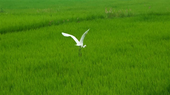 优雅的白鹭摄影